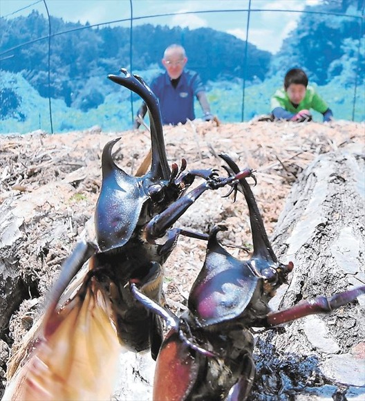 【福島】カブトムシ次々と羽化！田村市常葉のムシムシランド　７月中旬にピーク