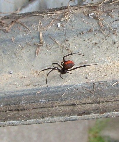 セアカゴケグモ