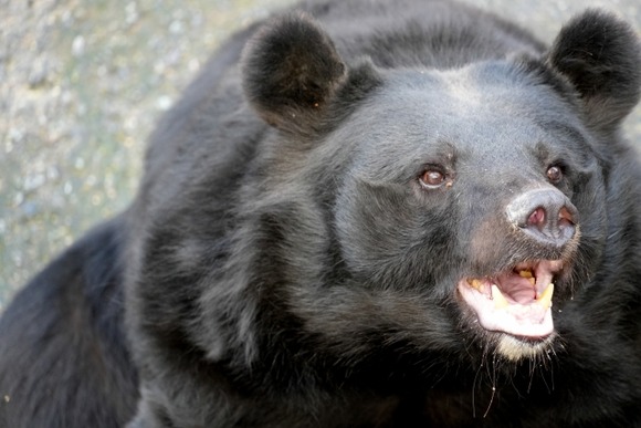 【新潟】登山中の男性死亡、クマ被害か　顔や首に傷