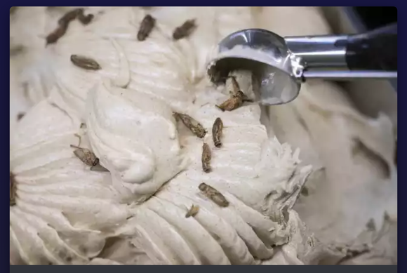 【SDGs】コオロギを、アイスクリームに、混ぜる。