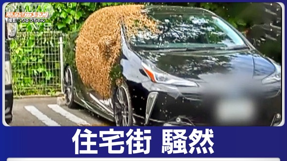 「こんなの初めて」車にびっしり！ミツバチの大群