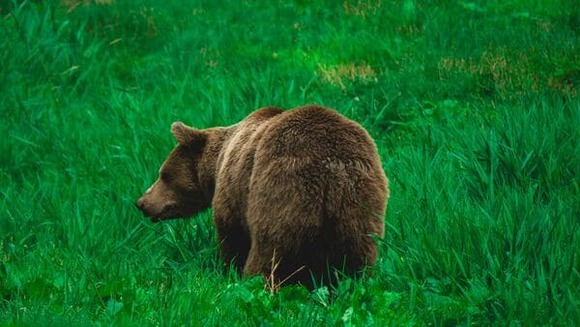 【北海道】養鹿場のエゾシカ、ヒグマに襲われ死ぬ・・・
