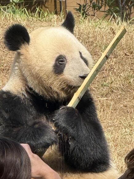 【画像】上野動物園巡るわ