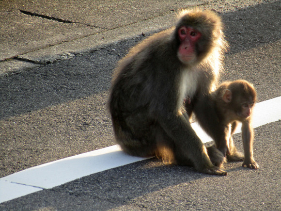 サルにかまれ観光客らけが負う事案相次ぐ、山頂公園付近で…写真撮ろうと立ち止まったところ襲われ