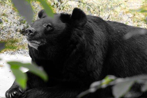 昔は凄い深山に集落とかあったらしいけど、人が入らなくなると野生動物達の住処になるんね