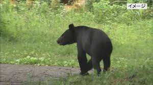 【福島】クマがパトカーと衝突…その後、猟友会による駆除
