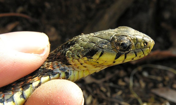 Rhabdophis_tigrinus_DSCN2681