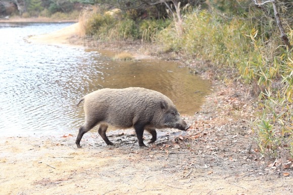 【悲報】野球していた男子中学生  イノシシにかまれる・・・