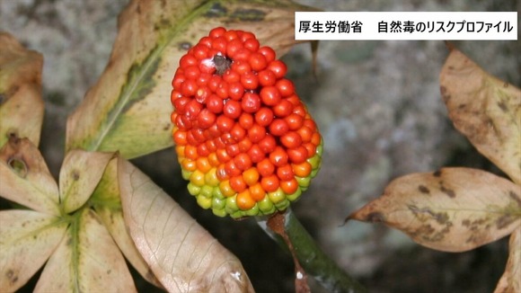 【山梨】野草の実を口に含んだ幼児が強い痛みを訴え救急搬送…マムシグサを誤食した食中毒と断定