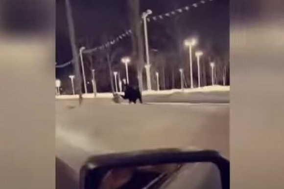 【動画】アラスカで散歩中の女性がヘラジカに頭を蹴られ、大けがを負う