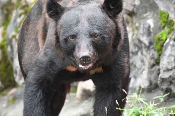 2050年、日本の都市がクマに占拠される恐れ・・・