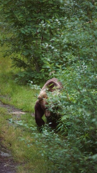 クマを絶滅させたら生態系が破壊されるとか言うけどさ