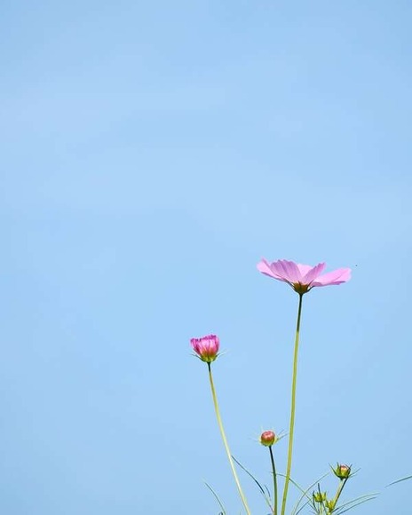 【画像】いい天気だから公園行った！金木犀がいい香りしてた