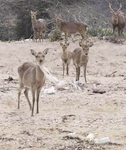 プラスチック類を食べる宇治島のシカ (1)
