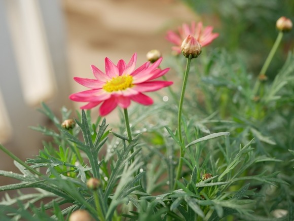 【画像】ニートがガーデニング始めてみたｗｗｗｗｗｗｗｗｗｗ