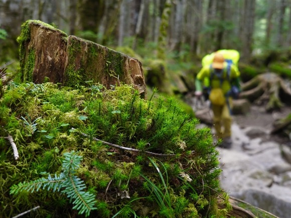 山で遭難したときの、登る、下る、その場を動かない問題。未だに答えが出ない