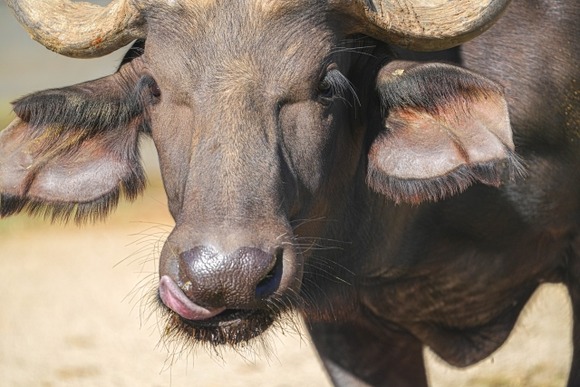 【動画】田舎の女さん、ワイルドすぎるｗｗｗｗｗｗｗｗｗｗｗｗｗｗｗｗｗｗｗｗｗｗｗｗ
