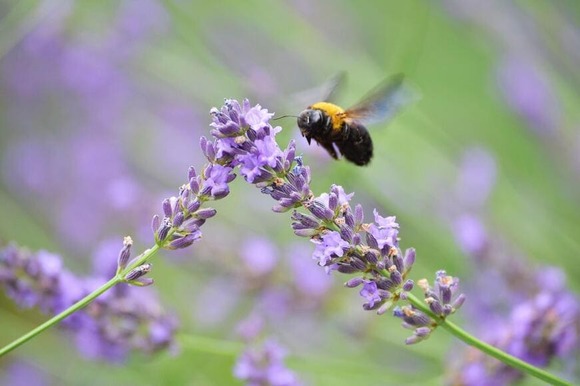 【画像】ラベンダー畑でクマバチ撮った