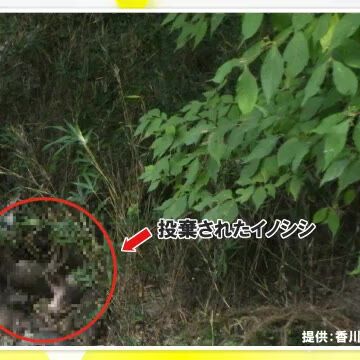 「穴を掘るのがしんどくて…」捕獲したイノシシの死骸を投棄