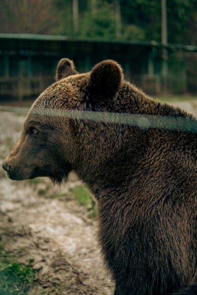 【動画】ヒグマの右フック、マジで見えん 回避不可能ｗｗｗ