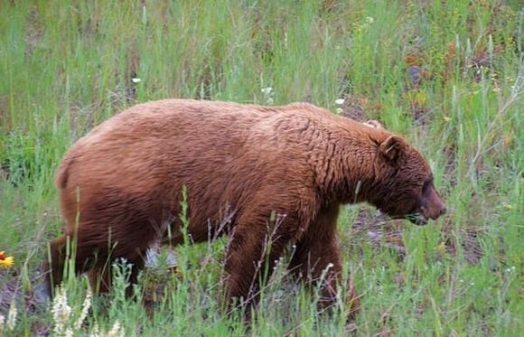 クマって猟銃無い時代はマジで人類どうやって対処してたんだろうな