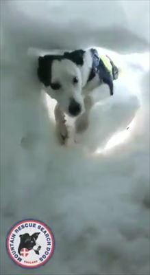 雪の穴に入る犬