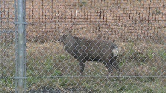 【島根】シカ飼育施設で職員死亡、襲われたか・・・