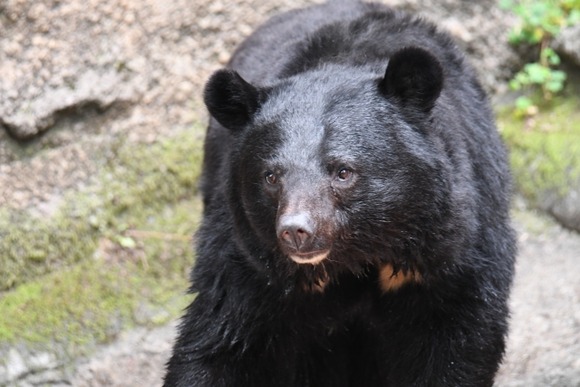 【岩手】クマが米と漬物食い荒らす…住民の70代男性と玄関で鉢合わせ、窓ガラス割る