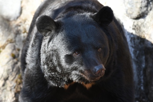 【三重】津市でクマ目撃か…県がクマアラートを発表