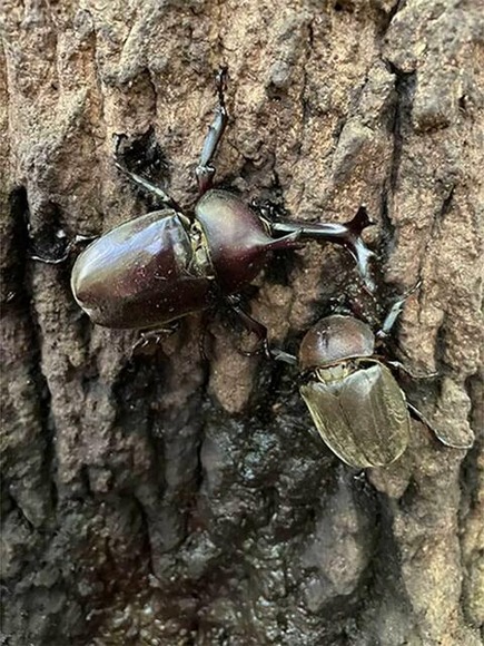 【話題】新宿御苑のカブトムシ大量発生、なぜ起きた？