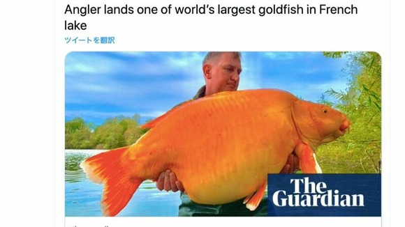 【フランス】30キロの巨大金魚が湖で釣り上げられる