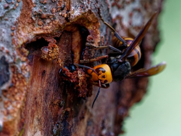 【動画】X民さん、トンネル内のスズメバチの巣に石を投げ逃亡