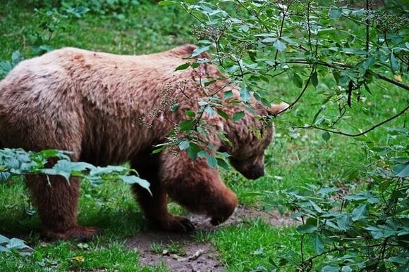 【北海道】ヒグマ、野幌森林公園で目撃…クロスカントリー大会中止に