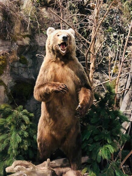 ヒグマの模型が欲しいんやが