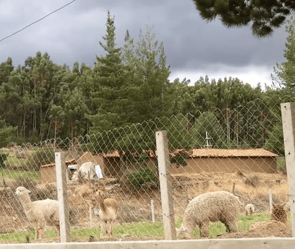 62