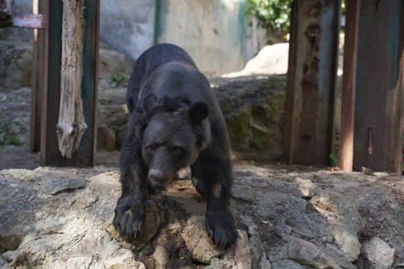 【朗報】東京都、クマさんの都心への侵攻を完全に阻止することに成功