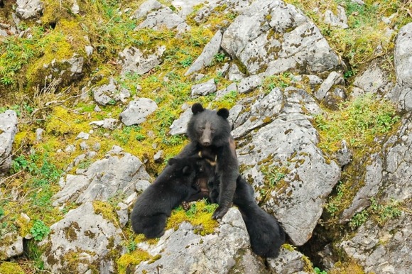 【対策】クマに遭遇した時、絶対にやってはいけない左右の動き