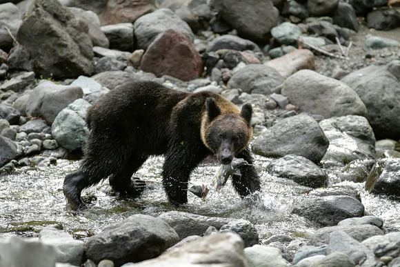 「人間が優先で何をしてもいいとなったら、世の中はおかしなことになる」「クマがいる自然を自慢してもいい…」北海道獣医
