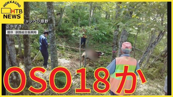 【北海道】牛を襲うクマOSO18か…標茶町で死んだ乳牛1頭見つかる