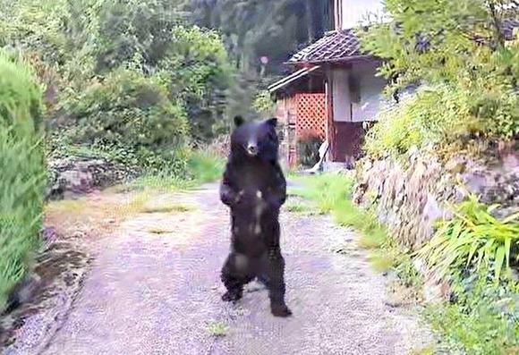 朝刊配達中に2本足で立つクマと遭遇！逃げる様子なくうろつく…養父の民家近く