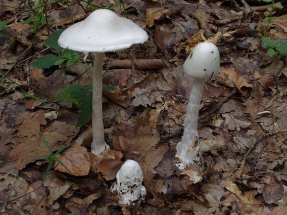 2880px-Amanita_virosa_a1_(7) (1)