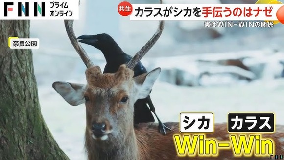 奈良公園のシカの角をカラス食べた？実はウィンウィンの関係で角の皮はぐ