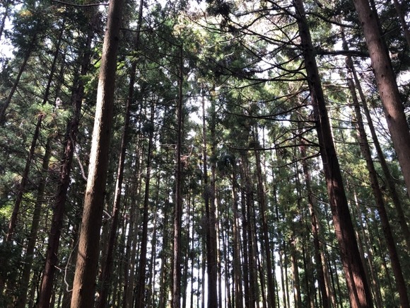 全国の山という山に杉を植えたバカｗｗｗｗｗｗｗｗｗｗ