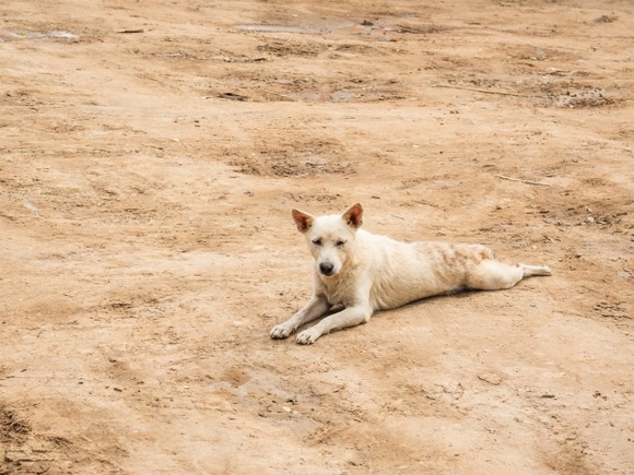 野良犬ってマジで怖いな・・・