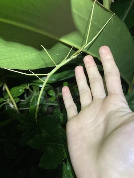 【画像】適当に散歩しながら生き物を探す