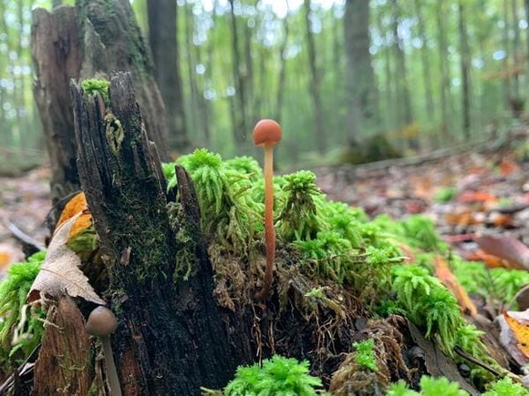 キノコさん、人間寄りの生き物だった