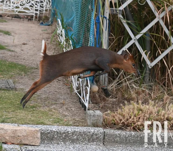 【キョン】夜間に子どもの悲鳴のような鳴き声…ルポ！７万頭大量発生キョンが泳いで東京へ！「衝撃の繁殖現場」写真