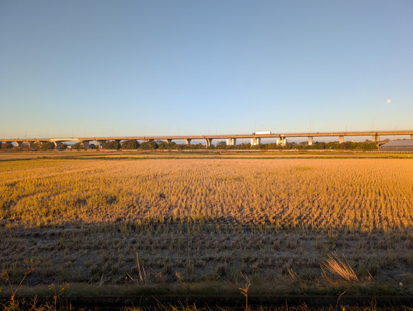 【画像】田んぼに生えてる“これ”なんなんだよｗｗｗｗｗｗｗｗｗｗｗｗｗｗｗｗｗｗｗｗｗｗｗｗｗｗｗｗｗｗｗｗ
