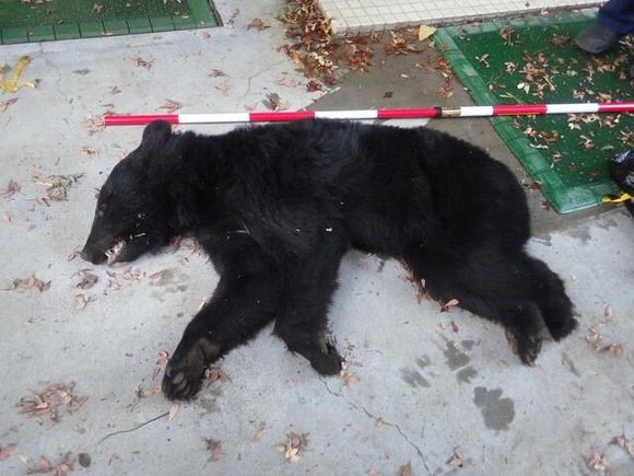 【神奈川】相模原市でツキノワグマが罠にかかる…放獣する場所が確保できずやむをえず捕殺