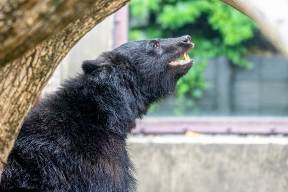 「だから秋田県は嫌われる！」クマ被害続いても駆除に抗議電話